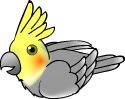 cockatiel.jpg