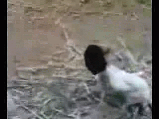 abd-144.gif