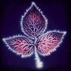 leaf_aura.jpg
