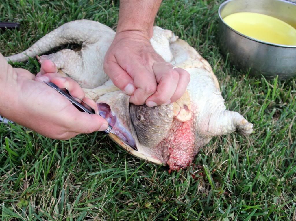 How to Clean a Snapping Turtle With a Garden Hose  