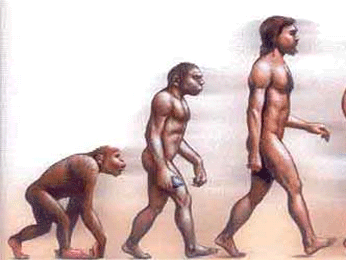 LA EVOLUCION HUMANA