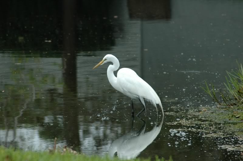 Egret1.jpg