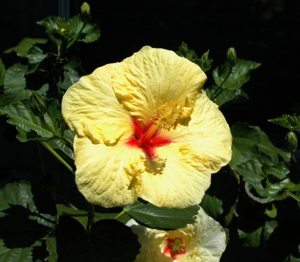 Hibiscus4-10b.jpg