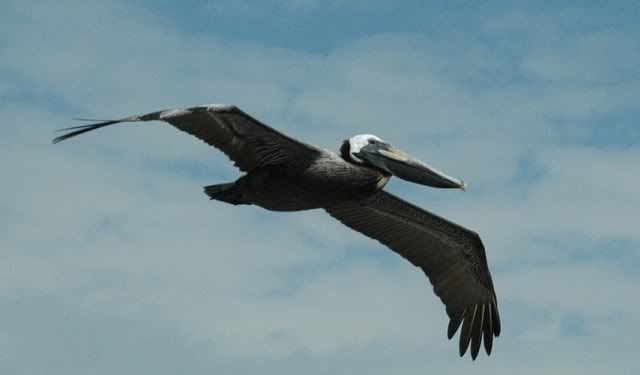 Pelican2.jpg