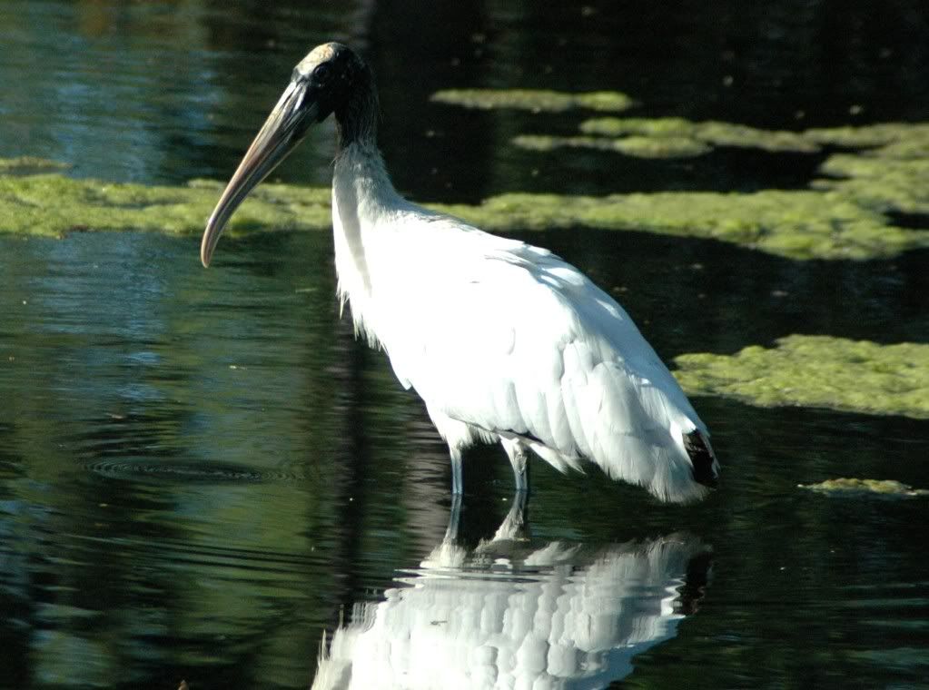 WoodStork1b-1.jpg