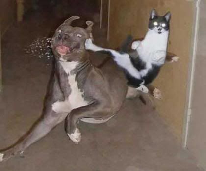 karate_cat.jpg