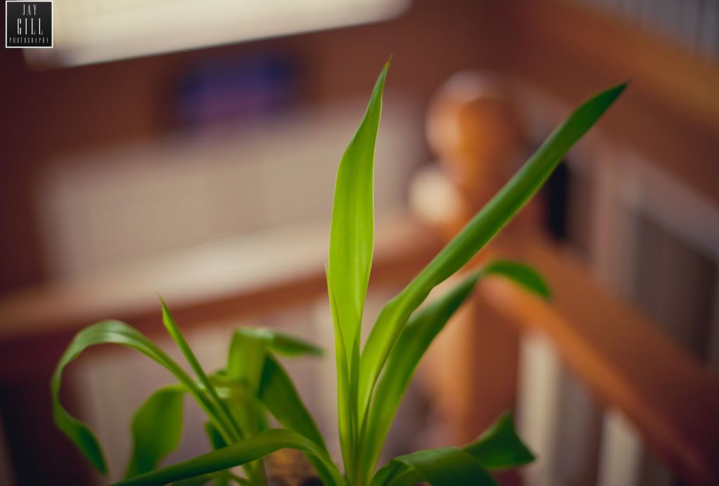 IMAGE: http://i210.photobucket.com/albums/bb16/jaystar86/_MG_8702.jpg