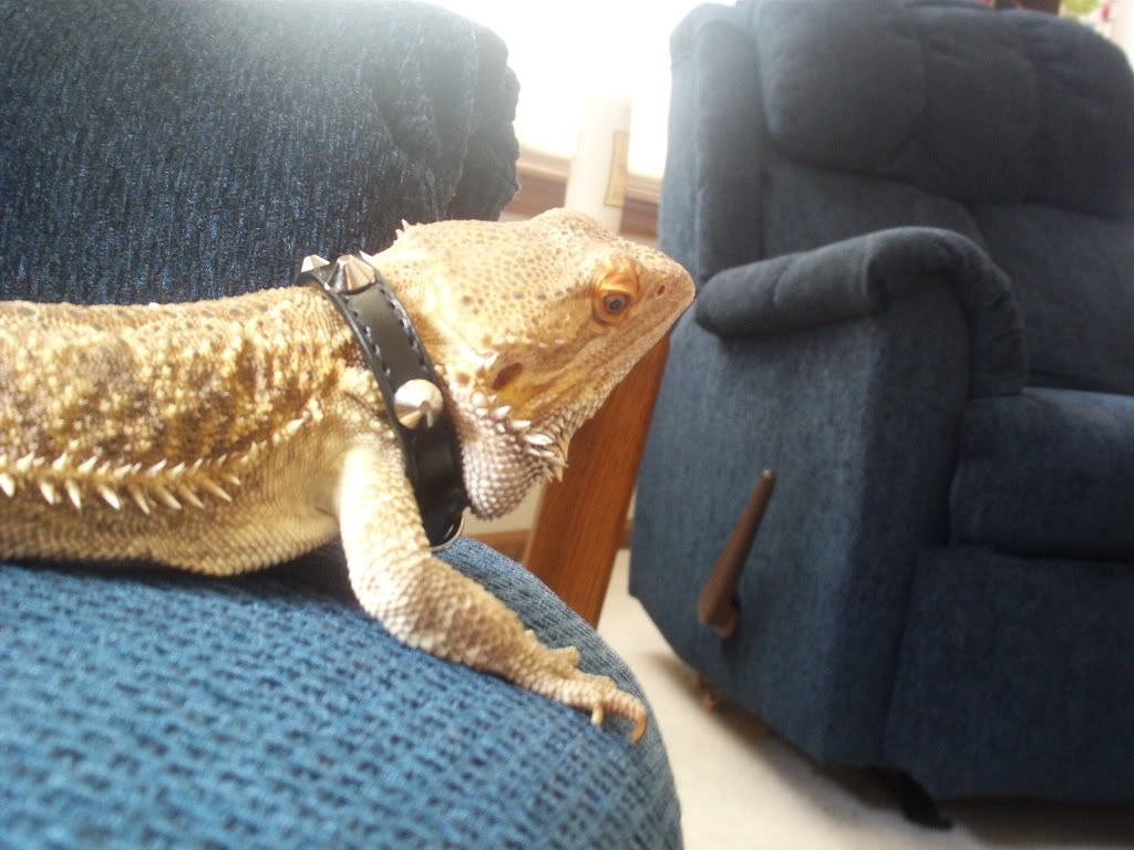 Sage and the studded collar • Bearded Dragon . org