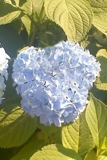 hydrangeaheartforDeefromPortsmouth0.jpg