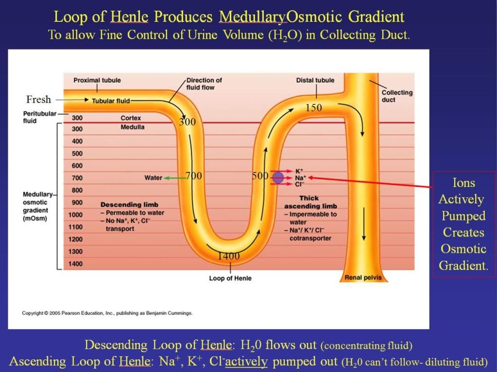 Adh And Kidney