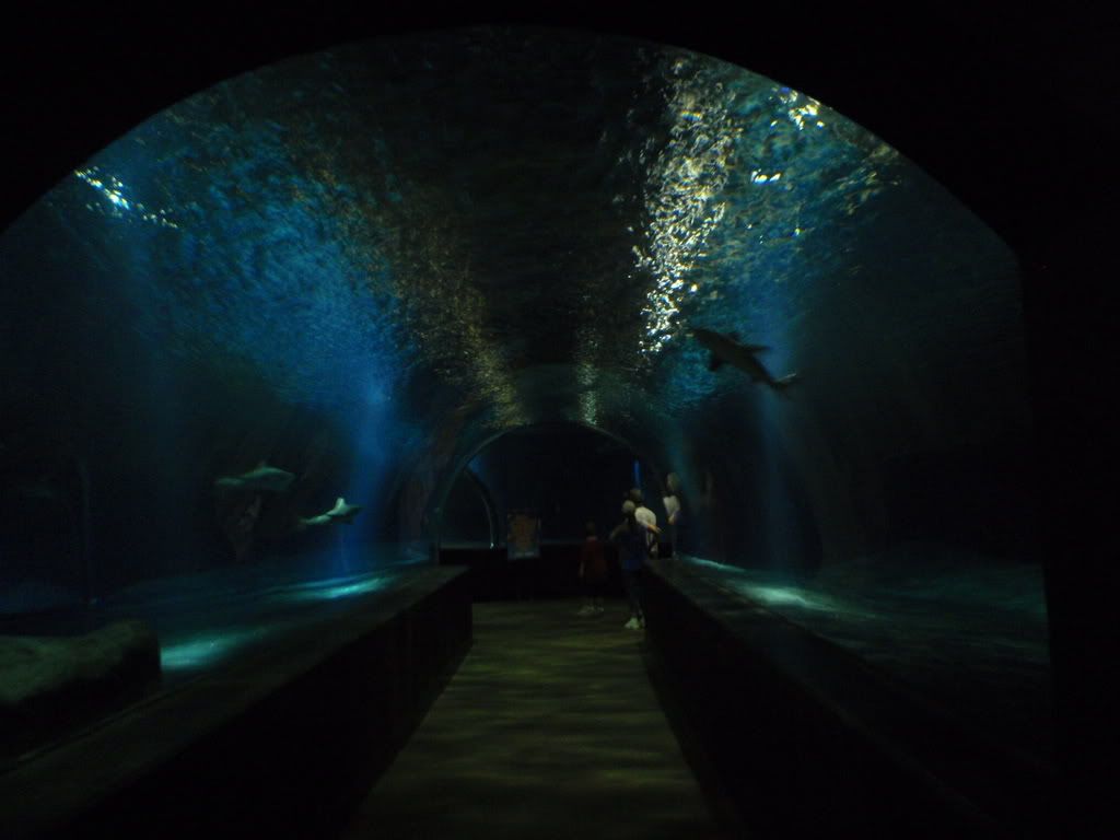 shark tunnel photo: Looking inside the shark tunnel TulsaJuly2008217.jpg