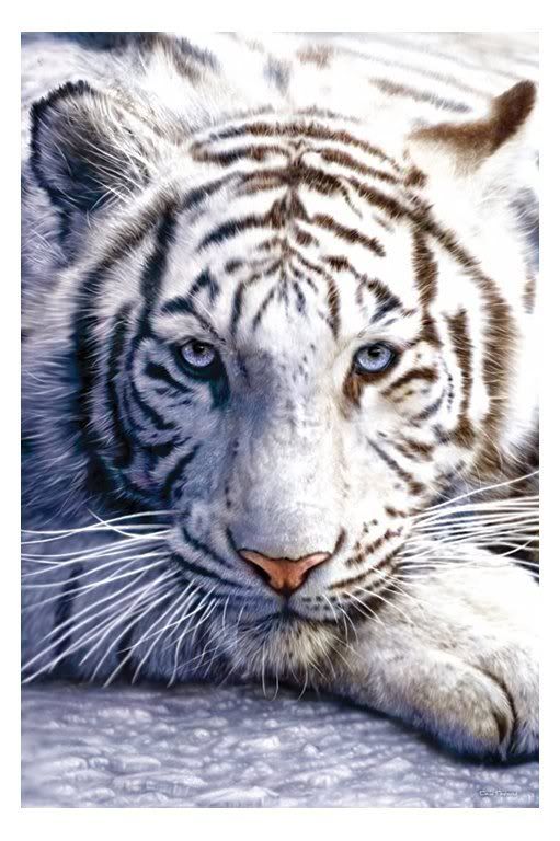 white-tiger-poster.jpg image by watchman512