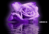 lavender rose Pictures, Images and Photos