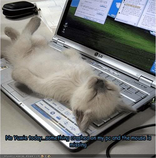 Funny-pictures-cat-PCCrashed.jpg