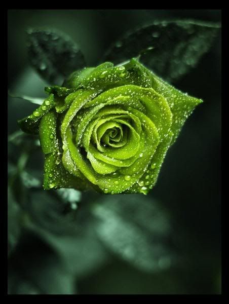 green-rose.jpg image by hello-its-me_2007