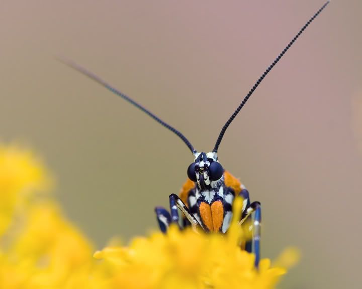 IMAGE: http://i210.photobucket.com/albums/bb238/MicheleRF_photos/ailanthuswebwormmothport.jpg