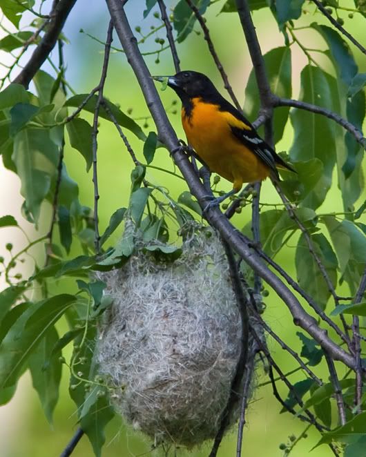 IMAGE: http://i210.photobucket.com/albums/bb238/MicheleRF_photos/baornestcaterpillar.jpg