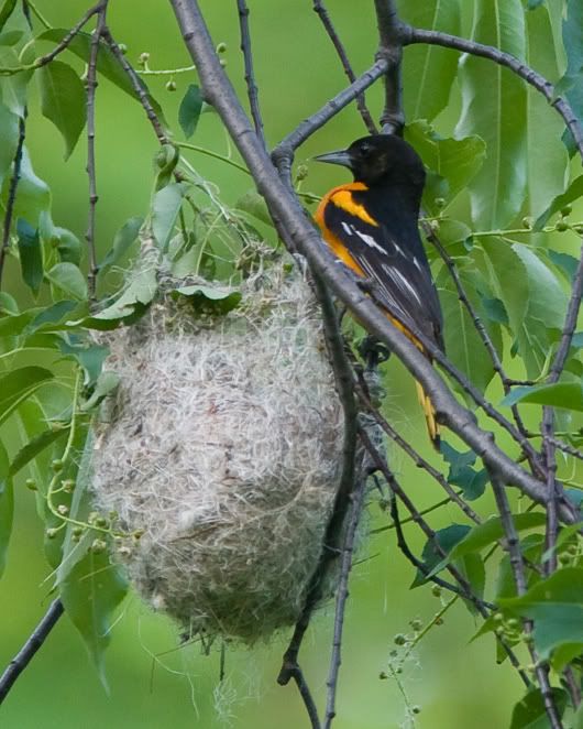 IMAGE: http://i210.photobucket.com/albums/bb238/MicheleRF_photos/baornestmalookin.jpg