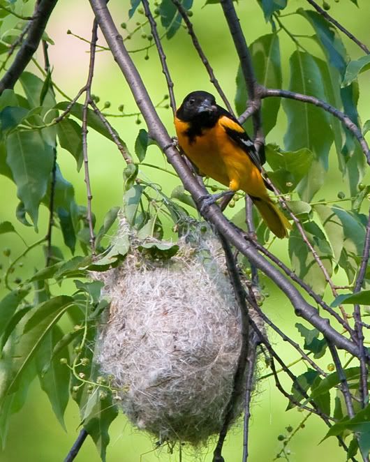 IMAGE: http://i210.photobucket.com/albums/bb238/MicheleRF_photos/baornestwbug.jpg