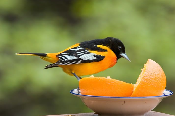 IMAGE: http://i210.photobucket.com/albums/bb238/MicheleRF_photos/baororange.jpg