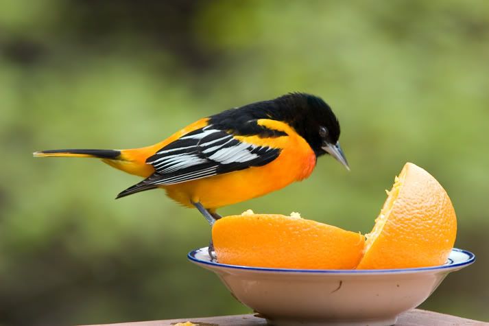 IMAGE: http://i210.photobucket.com/albums/bb238/MicheleRF_photos/baororange2.jpg