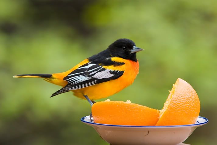 IMAGE: http://i210.photobucket.com/albums/bb238/MicheleRF_photos/baororange4.jpg