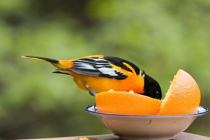 IMAGE: http://i210.photobucket.com/albums/bb238/MicheleRF_photos/baororange5.jpg