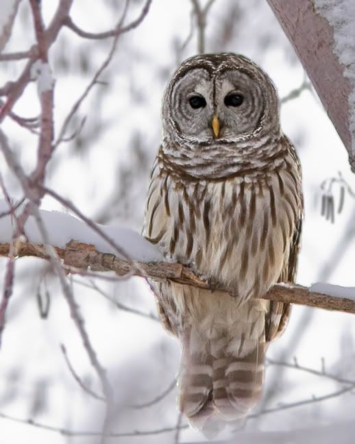 IMAGE: http://i210.photobucket.com/albums/bb238/MicheleRF_photos/baowpisp.jpg