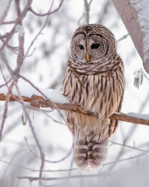 IMAGE: http://i210.photobucket.com/albums/bb238/MicheleRF_photos/barredowl2.jpg