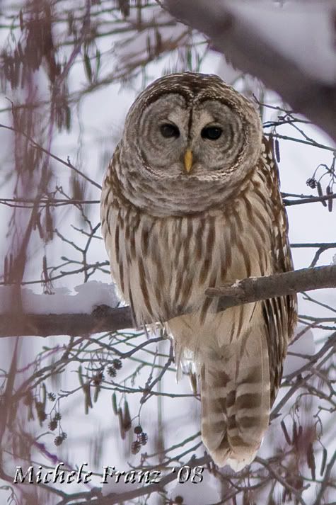 IMAGE: http://i210.photobucket.com/albums/bb238/MicheleRF_photos/barredowlsigned.jpg