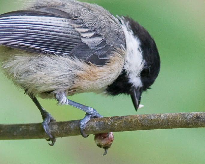 IMAGE: http://i210.photobucket.com/albums/bb238/MicheleRF_photos/bcchfootgrowthback.jpg