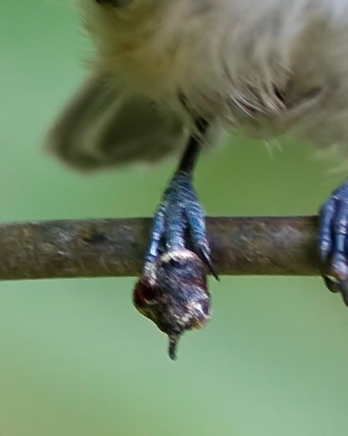 IMAGE: http://i210.photobucket.com/albums/bb238/MicheleRF_photos/bcchfootgrowthfront.jpg