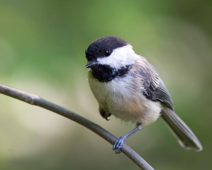 IMAGE: http://i210.photobucket.com/albums/bb238/MicheleRF_photos/bcchonelegup.jpg