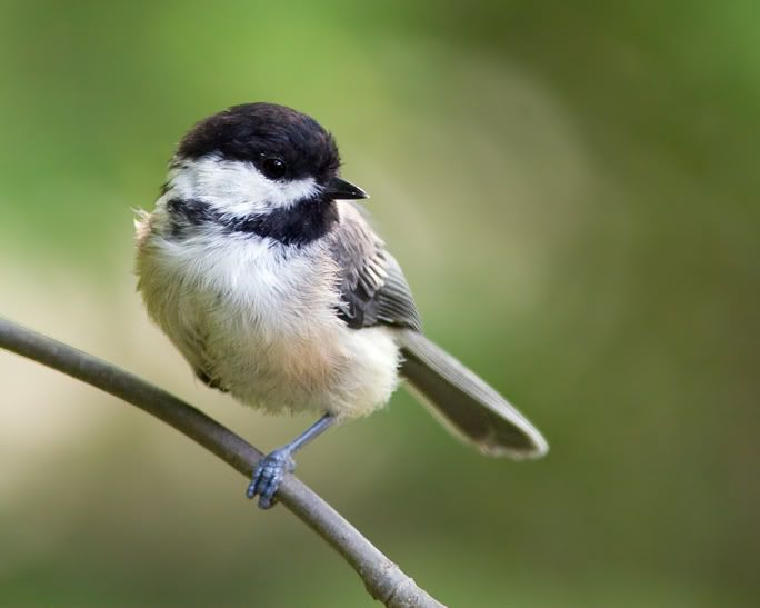 IMAGE: http://i210.photobucket.com/albums/bb238/MicheleRF_photos/bcchonelegup2.jpg