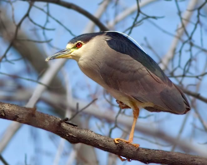 IMAGE: http://i210.photobucket.com/albums/bb238/MicheleRF_photos/bcnhlimb.jpg