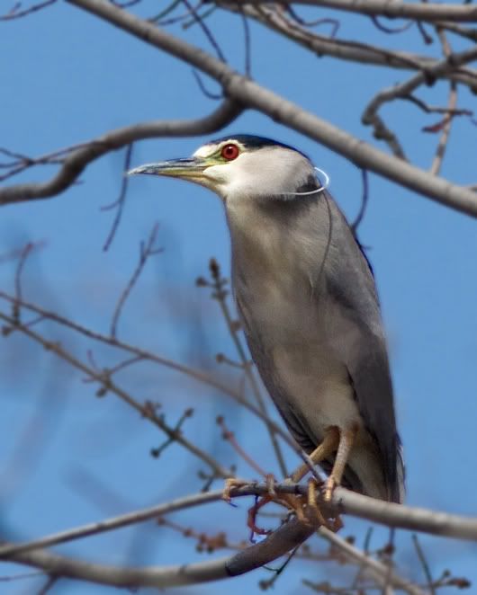 IMAGE: http://i210.photobucket.com/albums/bb238/MicheleRF_photos/bcnhtall.jpg