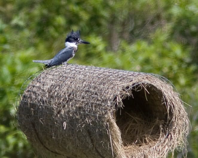 IMAGE: http://i210.photobucket.com/albums/bb238/MicheleRF_photos/bekiatopduckhouse.jpg