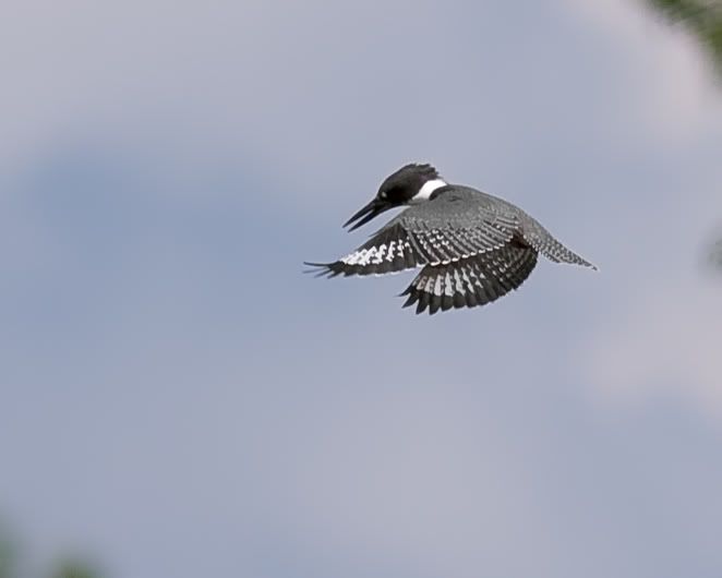 IMAGE: http://i210.photobucket.com/albums/bb238/MicheleRF_photos/bekihover.jpg