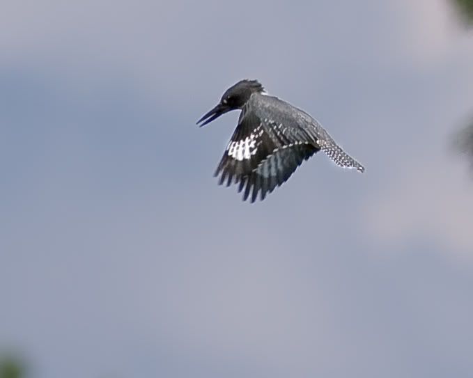 IMAGE: http://i210.photobucket.com/albums/bb238/MicheleRF_photos/bekihover2.jpg