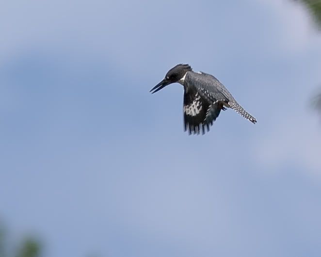 IMAGE: http://i210.photobucket.com/albums/bb238/MicheleRF_photos/bekihover3.jpg