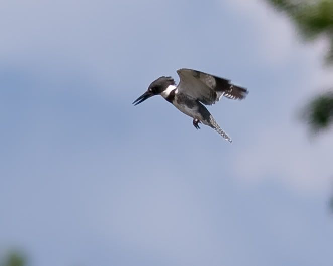 IMAGE: http://i210.photobucket.com/albums/bb238/MicheleRF_photos/bekihover4.jpg