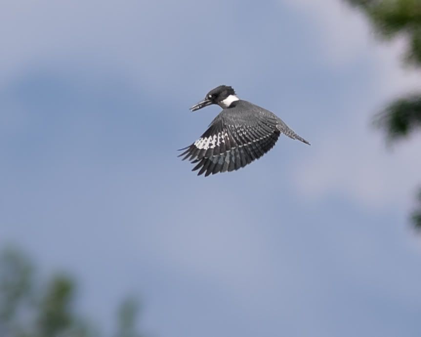 IMAGE: http://i210.photobucket.com/albums/bb238/MicheleRF_photos/bekihover5.jpg