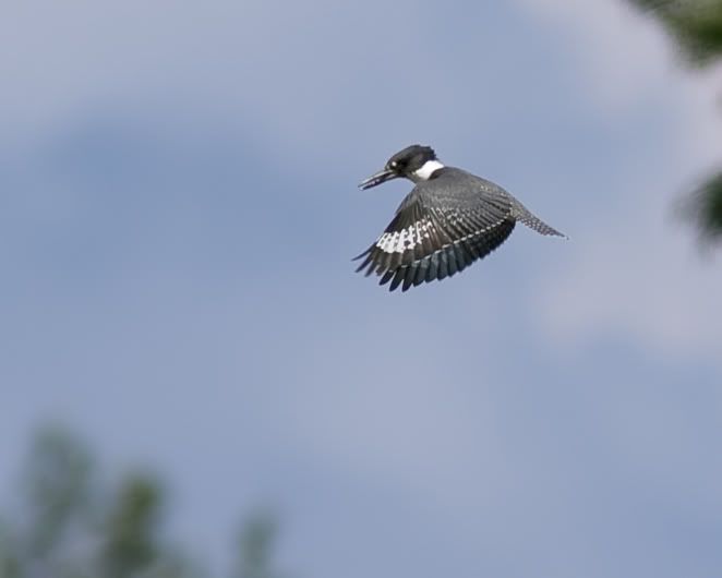 IMAGE: http://i210.photobucket.com/albums/bb238/MicheleRF_photos/bekihover6.jpg