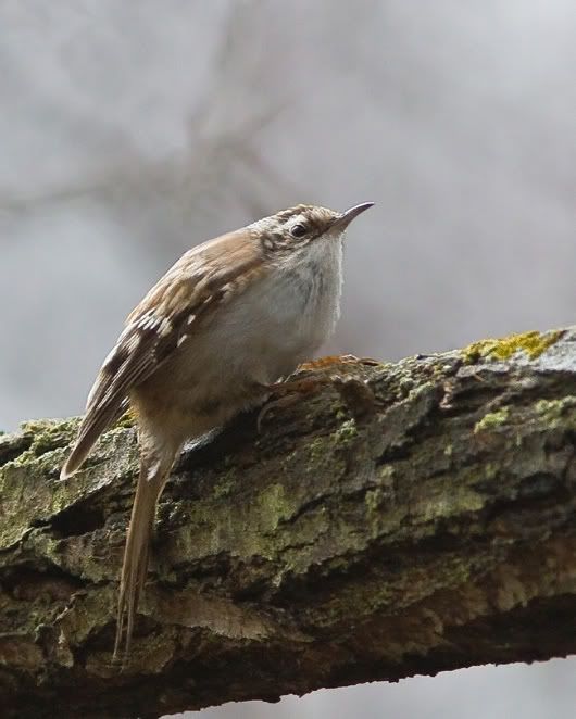 IMAGE: http://i210.photobucket.com/albums/bb238/MicheleRF_photos/browncreeperlimbcopy.jpg