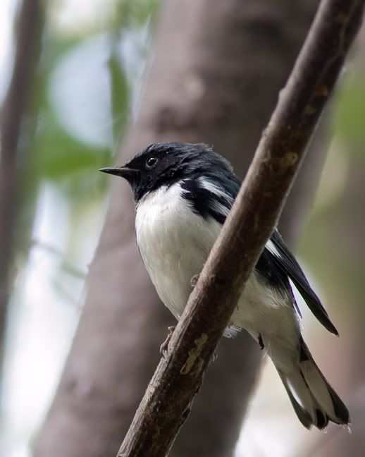 IMAGE: http://i210.photobucket.com/albums/bb238/MicheleRF_photos/btblmafall.jpg