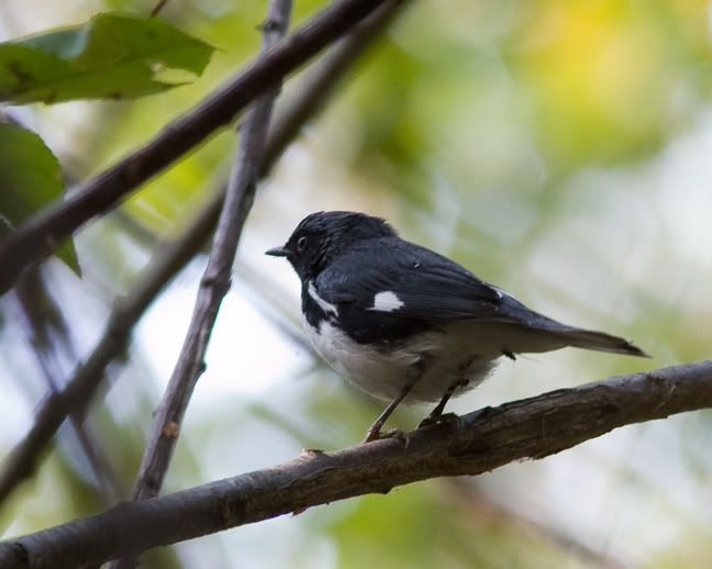 IMAGE: http://i210.photobucket.com/albums/bb238/MicheleRF_photos/btblmafallback.jpg