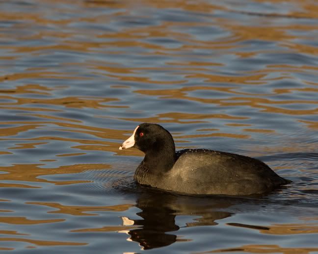 IMAGE: http://i210.photobucket.com/albums/bb238/MicheleRF_photos/cootbrighter-1.jpg