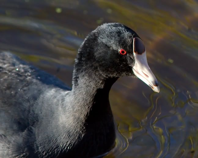 IMAGE: http://i210.photobucket.com/albums/bb238/MicheleRF_photos/coothead.jpg