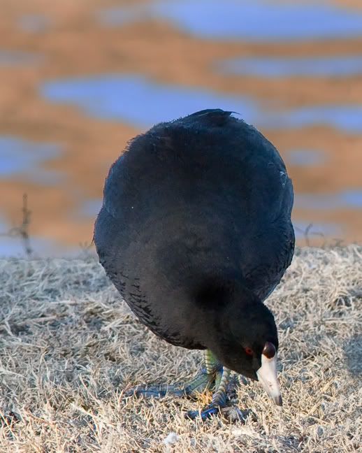 IMAGE: http://i210.photobucket.com/albums/bb238/MicheleRF_photos/cootonlandcopy.jpg