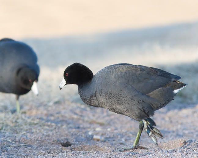 IMAGE: http://i210.photobucket.com/albums/bb238/MicheleRF_photos/coottrot.jpg